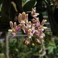ราคา กล้วยไม้ ฟาแลนนอปซิส เอื้องม้าลาย Phalaenopsis finleyi (6346026968)