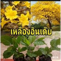 ราคา ต้นเหลืองอินเดียต้นเพาะเมล็ดสูงประมาณ 20 เซนติเมตรต้นแข็งแรงพร้อมปลูก (49506699138)