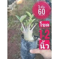 ราคา ต้นชวนชม ยักษ์ชวนชม มินิอะราบิคัม 3 ต้น 60 ขนาดโขด 1-2 นิ้ว (24904768909)
