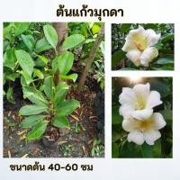 ราคา ต้นแก้วมุกดา แก้วมุกดา (24697337717)