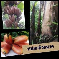 ราคา หน่อกล้วยนาก(กล้วยกุ้ง)ไร้เมล็ด สายพันธุ์ดี (4854278704)