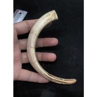ราคา เขี้ยวหมูตันอีกหนึ่งเครื่องรางของนายพรานเก่า (19469358216)