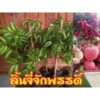 ราคา ต้นพันธุ์ลิ้นจี่จักพรรดิ์ (8389602201)