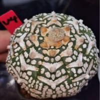 ราคา แอ​สโตร​ไฟตั้ม วี #แคสตัส castus​ astrophytum แอสโตร แอสโตร​ไ​ฟตั้​ม แอสโตรไฟตัม กระบองเพชร แอสโตรวี (3355337634)