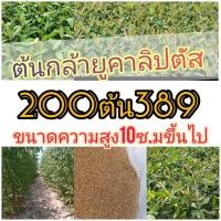 ราคา ต้นกล้ายูคาลิปตัส 10ซมขึ้นไป 200 ต้น 389 บาท (53059498651)