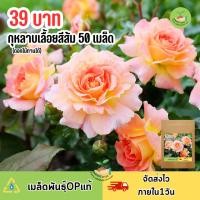 ราคา เมล็ดพันธุ์ดอกกุหลาบเลื้อยสีส้ม 50 เมล็ด (25468686362)
