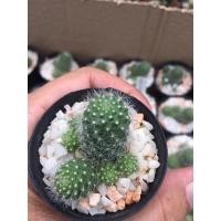 ราคา แคคตัสรีบูเทียดอกขาว#Rebutia Cactus # จัดสวนถาด# cactus ต้นไม้ประดับ# ไม้มินิมอล# พืชทนแล้ง# ของต้องมี#สวนถาด (11728919799)