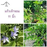 ราคา แก้วเจ้าจอม กระถาง 11 นิ้ว (20719171827)