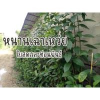 ราคา (10บาท) ต้นหนานเฉาเหว่ย ท่อพันธ์หนานเฉาเหว่ย สำหรับปักชำ กล้าหนานเฉาเหว่ยเอาไปปักชำกัน ติดง่ายตายยาก(ชุดละ 5 ท่อนครับ) (22100222310)