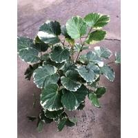 ราคา ต้นเล็บครุฑด่าง(variegated Balfour Aralia) (51555686631)