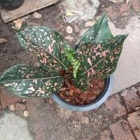 ราคา รับเงินรับทอง อโกลนีมา(Aglaonema sp.) ขนาดกระถาง8นิ้ว (9483268065)