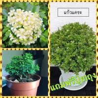 ราคา ต้นแก้วแคระ ต้นแก้วเเคระเตี้ย (27076763571)
