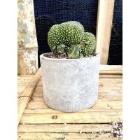 ราคา โนโตแคคตัส_สโคปา_มอนโทรส_คริสตาต้า_(NOTOCACTUS_SCOPA_CRISTATA_CACTUS) (4289029826)