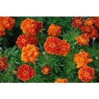 ราคา เมล็ด ดอกดาวเรืองฝรั่งเศส French Marigold ซองละ 29 บาท 40-50เมล็ด (21978619412)