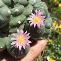 ราคา โลโฟ ฟริซิไอ Lophophora Fricii (5745172613)