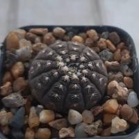 ราคา Cactus,กระบองเพชร, ยิมโนจานบิน (1863671688)