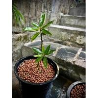 ราคา Laurel Bay Leaf ใบกระวานฝรั่ง (Bay Leaf) ใบเบย์ ใบกระวาน เครื่องเทศสมุนไพรฝรั่ง (26922894392)