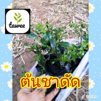 ราคา ต้น ชาดัด (ชาฮกเกี้ยน) ถุงชำ 2 นิ้ว (9705079929)