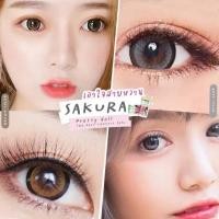 ราคา คอนแทคเลนส์ บิ๊กอาย รุ่น Sakura สีเทา/gray สีตาล/brown มีค่าสายตา (0.00)-10.00 (41201536190)