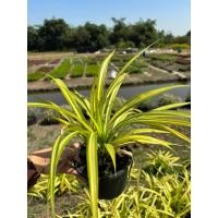 ราคา ต้นเตยทองหรือเตยด่าง กระถาง6นิ้ว (57504378230)