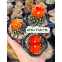 ราคา แคคตัสดอกสีส้ม พาโรเดีย ไมรานานา Parodia mairanana กระถาง 2 นิ้ว (42073092516)