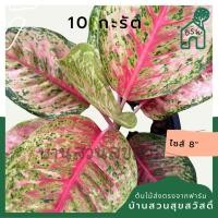 ราคา 10 กะรัต กระถาง 8 นิ้ว อโกลนีมา ด่างแบบโดดเด่น aglaonema ไม้แรร์ (18920612730)