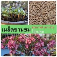 ราคา เมล็ดชวนชม ชวนชม เมล็ดดอกไม้ พันธุ์ยอดนิยม ราชินีพันดอก บางคล้า เขาหินซ้อน ฯลฯ เปอร์เซ็นการขึ้นดีมาก เพาะง่าย ไม้มงคล (3262342337)