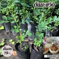 ราคา ต้นมะขวิดเพราะเมล็ด พันธุ์ไม้หายาก (25438796867)