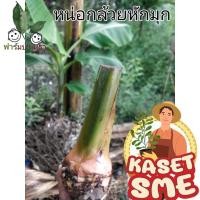 ราคา หน่อกล้วยหักมุก หน่อกล้วย หน่อกล้วยฮากมุก ขุดสด หน่อใหญ่ เหง้าเต็ม เหง้าไม่แตก กล้วยหักมุกนวล ต้นกล้วยหักมุกของแท้ 100% (12841795369)