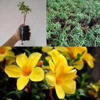 ราคา ัต้นบานบุรี สีเหลือง สั่งขั้นต่ำ5ต้น อ่านรายละเอียดก่อนสั่งค่ะ (ไม้เลื้อยสวยงาม ดอกสีเหลือง บานบุรีเลื้อย บานบุรีเหลือง) (10687918610)