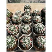 ราคา Mammillaria Erusamu super: แมมอีรุซามุ แคคตัส กระบองเพชร (50954289610)