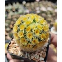 ราคา (4.5 cm.) แมมคามิเน่ บุดดา* ฟอร์มสวย สีเหลืองทอง Mammillaria buddha (6994010585)