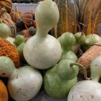 ราคา 10 เมล็ด น้ำเต้า น้ำเต้าเซียน น้ำเต้า Bottle Gourd (23747517616)