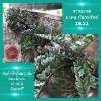 ราคา ยกกระถางกวักมรกต ฟอกอากาศ มงคล เรียกทรัพย์ต้น19ใบ21ใบ25ใบสินค้าพร้อมส่ง (6545000495)