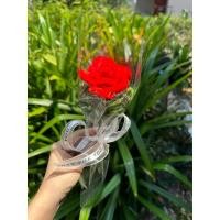 ราคา ดอกกุหลาบ กุหลาบกำมะหยี่ 1 ดอก ลวดกำมะหยี่ DIY (42179629314)