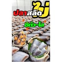 ราคา ปลาสลิดไข่ ไซร์เน้นๆ 8ตัวโล เนื้อแน่น เต็มคำ กรอบนอก นุ่มใน เค็มพอดี อร่อยชัวร์​ by จ๊อบจัดสลิด (29087497631)