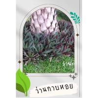 ราคา ว่านกาบหอย หรือ ว่านกาบหอยแครง ต้นละ 6 บาท (22471696674)