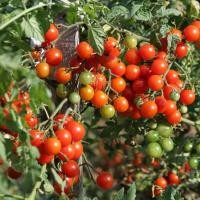 ราคา 30 เมล็ด มะเขือเทศ สายพันธุ์นอก เมล็ดผัก นิยมทานสด ปลูกได้ทุกฤดู Tomato Seeds สายพันธุ์ CHERRY BELLE (26742823742)