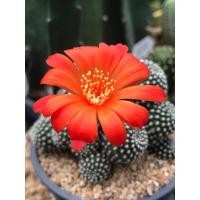 ราคา รีบูเทียดอกส้มแสดใหญ่ Rebutia Krainziana กระบองเพชร แคคตัส cactus (16640960780)