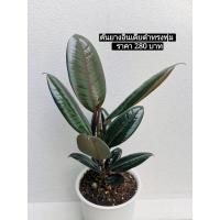 ราคา ต้นยางอินเดียดำ ต้นไม้ฟอกอากาศ (9055408720)