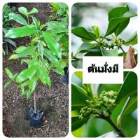 ราคา ต้นมั่งมี มั่งมี (41404207292)