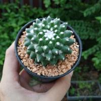 ราคา แคคตัส แมมปุยหิมะ 'อิรุซามุ' Mammillaria 'Erusamu' (7137185771)