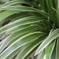 ราคา ต้น เศรษฐีเรือนนอก Spider Plant ต้นแมงมุม ไม้ใบด่าง ไม้ดอกไม้ประดับ ไม้มงคล (จัดส่งในถุงชำ) (18706383691)