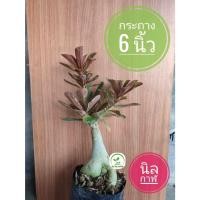 ราคา ต้นชวนชม ชวนชมนิลกาฬ ชวนชมใบแดงดำ ขนาดกระถาง 6 นิ้ว (24350858755)