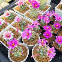 ราคา ราคาดีที่สุด Mammillaria schumannii แมมชูแมนนิอาย ขนาด 3-4 ซม. ลุ้นด่าง ลุ้นสีดอก (15903966214)