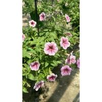 ราคา Petunia Trailing พิทูเนีย พันธุ์เลื้อย Wave เวฟ พิทูเนียสายพันธุ์เลื้อยยอดนิยม (26504683980)