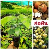 ราคา ต้นก่อหิน เกาลัดอีสาน ซื้อ 10 ต้น เเถมฟรี 1 ต้น ต้นไม้โบราณหายาก ต้นกล้าพร้อมปลูก สินค้าเสียหายยินดีเคลมฟรี (22884810991)