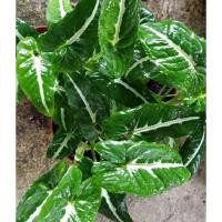 ราคา ต้นออมเงินเพชร#ออมเงินเพชร# Syngonium wendlandii Schottกระถาง4นิ้ว (11849709105)