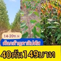 ราคา ต้นกล้ายูคาลิปตัส ขนาด 14-20 ซม 40 ต้น 149 บาท (47059374586)