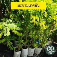 ราคา ต้นมะขามเทศมันชมพู ปลูกง่าย ขายได้กำไรดี สินค้าเสียหายทางร้านยินดีเคลมฟรี (24501292504)